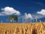 Alimentele din toata lumea pleaca din Europa. UE ramane cel mai mare exportator de produse agricole la nivel global