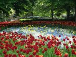 Orasul din Germania in care oamenii platesc taxa pentru a intra in parc. Cum i-a convins primarul sa dea bani pentru a sta pe iarba, printre gaste si Flamingo
