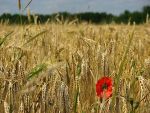 Valoarea productiei agricole a scazut cu 6,6%, anul trecut. Romania a exportat mai mult grau, dar vanzarile de porumb s-au redus cu 60%