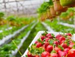 Spaniolii cauta din nou capsunari . Fermierii angajeaza 800 de romani pentru munca in agricultura. Ce salarii ofera
