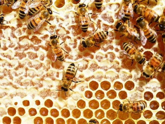 Afacerile cu miere au gust amar. Valoarea exporturilor a depasit 9 mil. euro, in T1, dar apicultorii sustin ca 2016 va fi dezatruos din cauza ploilor excesive