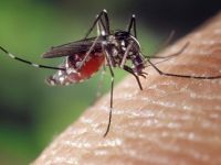 Primul caz de infectie cu virusul Zika a fost confirmat in Romania