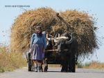 Amenzi pentru crescatorii de animale care nu anunta decesul acestora. Legea se va aplica atat fermierilor, cat si gospodariilor mici