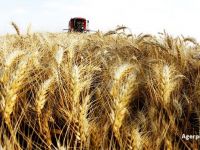 
	Romania, intre tarile cu cea mai ridicata productie agricola din UE
