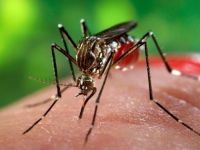 Primul deces in Romania, in 2016, in urma infectarii cu West Nile, virus care se transmite prin intepatura de tantar