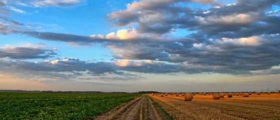 Cum vrea Guvernul să aducă în țară românii care lucrează în străinătate. Pământ în arendă și salariu net de 3.000 de lei în agricultură