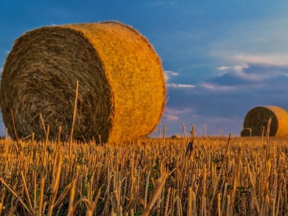 Romania paradoxala: inregistreaza recolte record la cereale, dar importa tot mai multe produse agroalimentare. Deficitul balantei comerciale, in crestere cu 600 mil. euro;
