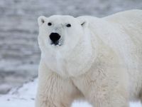 Cercetatori rusi, asediati de ursi polari pe o insula din Oceanul Arctic