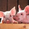 Reusita istorica pentru Romania care reia exporturile de porci vii catre UE. De ce am avut interdictie timp de 13 ani