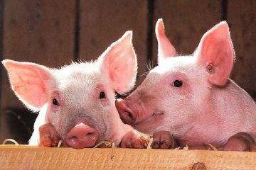 Reusita istorica pentru Romania care reia exporturile de porci vii catre UE. De ce am avut interdictie timp de 13 ani