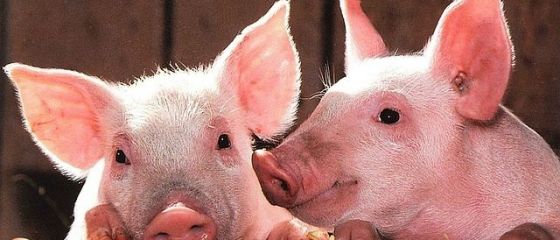 Reusita istorica pentru Romania care reia exporturile de porci vii catre UE. De ce am avut interdictie timp de 13 ani