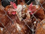 Gripa aviara a ajuns la granita Ungariei cu Romania si se extinde in Europa