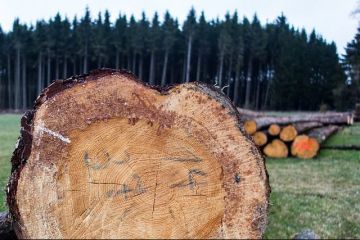 Greenpeace: România pierde 3 hectare de pădure pe oră. Reacția ROMSILVA