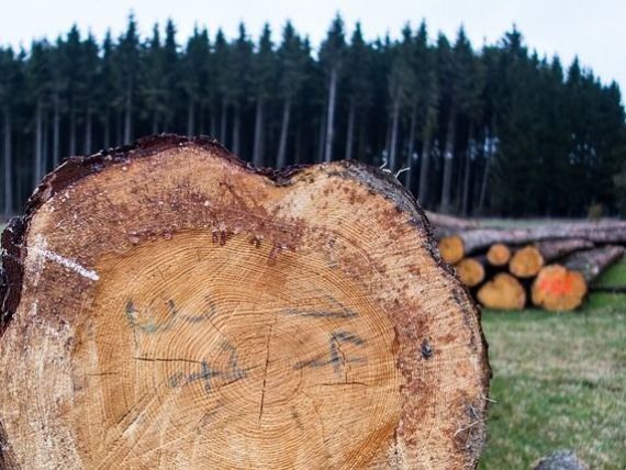 Ministerul Apelor si Padurilor anunta ca va supraveghea foarte atent activitatea grupului Schweighofer, dupa ce Asociatia pentru Certificare Forestiera a retras austriecilor certificarea