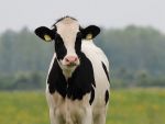 Turcia returneaza Olandei 40 de vaci Holstein, in semn de protest fata de interdictia impusa ministrilor turci de a participa la proteste pe teritoriul olandez