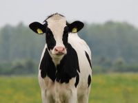 
	Turcia returneaza Olandei 40 de vaci Holstein, in semn de protest fata de interdictia impusa ministrilor turci de a participa la proteste pe teritoriul olandez
