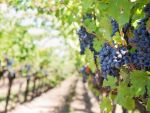 Viticultori multi, podgorii putine. Eurostat: Romania are cei mai multi proprietari de vita-de-vie din UE, desi se afla pe locul 5 dupa suprafata cultivata