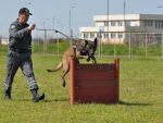 Sid, unul dintre cei mai performanti si devotati caini ai Vamii Romane, iese la pensie