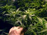 Tara din Europa care va cultiva marijuana, sub controlul statului. Ce face cu productia