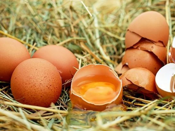 Reuniune la Bruxelles pe tema ouălor contaminate cu un insecticid interzis în UE. Douăsprezece ţări, inclusiv România, au fost afectate