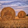 Agricultura românească, la mila cerului. Adevărul din spatele recoltelor record anunțate de Guvern în acest an
