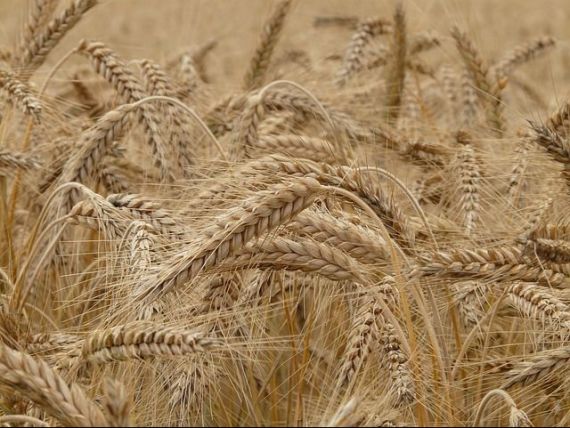 Rusia va vinde, în acest an, cea mai mare cantitate de grâu exportată de o țară în ultimul sfert de secol
