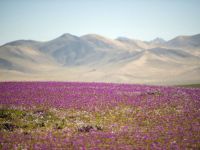 Cel mai arid deşert din lume a înflorit, din cauza schimbării climei