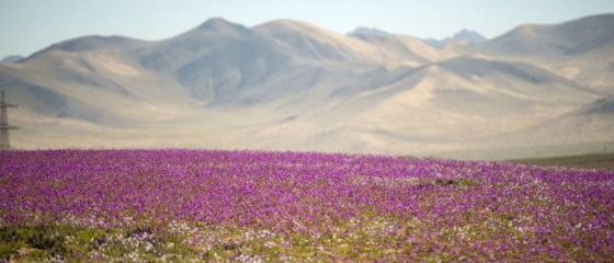 Cel mai arid deşert din lume a înflorit, din cauza schimbării climei