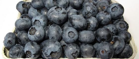 Profituri mari din culturi exotice. Cât se câștigă din 2 hectare de afine americane