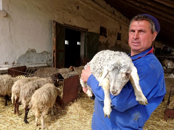 Fermierii din Bulgaria s-au ridicat împotriva importului de miei din România cu ocazia Paștelui