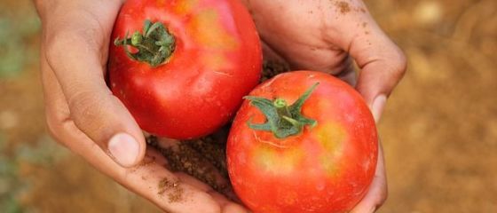 Daea: Nu există supermarket fără roşii româneşti, avem producţie record. Cât cântărește cea mai mare roșie descoperită într-o fermă din România
