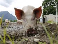 Criza pestei porcine ia amploare, deși sunt sacrificați sute de mii de porci. Noi focare apar zilnic