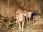 Boala mortală fără leac, ce amenință populația de porcine din întreaga lume. Pesta porcină din China se extinde în alte țări asiatice. În România, sunt afectate 200 de localități
