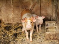 
	Boala mortală fără leac, ce amenință populația de porcine din întreaga lume. Pesta porcină din China se extinde în alte țări asiatice. În România, sunt afectate 200 de localități
