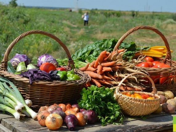 Cea mai mare fermă legumicolă bio din zona metropolitană a Bucureștiului a ajuns la 10 hectare