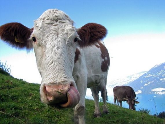 Țara europeană care votează dacă vacile să aibă coarne sau nu. Cum s-a ajuns la acest referendum