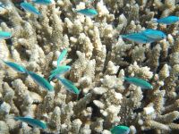 Coralii din sudul extrem al planetei se albesc din cauza creșterii temperaturii apei