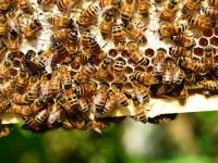 Plan european de salvare a albinelor. UE vrea mai multă transparență din partea statelor membre, în ceea ce priveşte folosirea pesticidelor