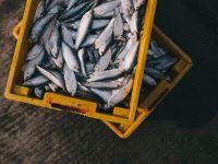 
	Inspectorul Pro: Cum ajungem să consumăm pește contaminat cu metale grele, pe care alte țări îl refuză
