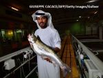 După cea mai înaltă clădire din lume și pârtie de schi la 45 deg;C, Dubaiul mai doboară un record. Crește somoni în mijlocul deșertului