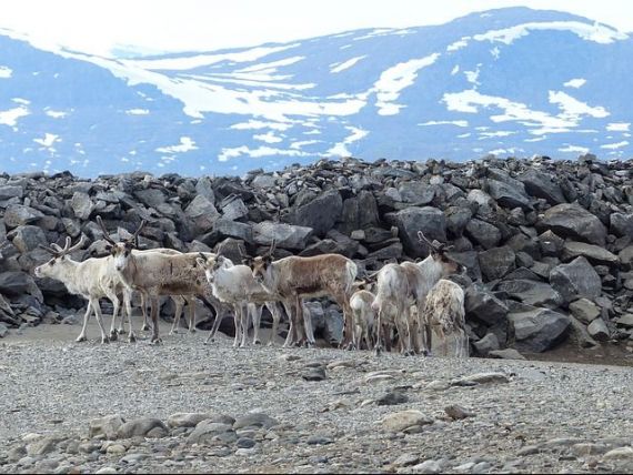 Primii pământeni care plătesc prețul încălzirii globale. Topirea ghețurilor pune în pericol viața unei comunități de crescători de reni din Mongolia