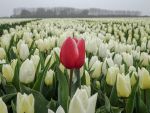 Țara din UE de 6 ori mai mică decât România și cu un sfert din teritoriu sub nivelul mării anunță exporturi agricole istorice în 2019. Florile, cel mai vândut produs