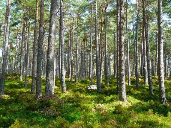 Ministrul Mediului promite cea mai amplă campanie de împădurire pe care a avut-o vreodată România