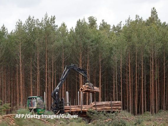 Ca să construiască mașini verzi în Germania, Tesla taie mai întâi 90 de hectare de pădure. Reacții dure la Berlin