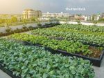 Pandemia de COVID-19 schimbă radical fața orașelor. Fermierii urbani și grădinile de pe blocuri se înmulţesc în contextul carantinei impuse