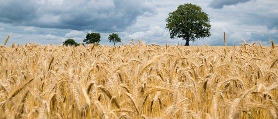 Prețul grâului ajunge la cel mai ridicat nivel din ultimii şase ani, după ce Rusia, principalul exportator mondial, a anunţat că majorează taxa pe exporturi