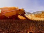 Reuters: Seceta ar putea reduce aproape la jumătate producţia de grâu din România, al doilea exportator al UE. Recolta, estimată la 5-7,4 mil. tone în acest an