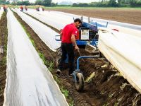 Ministrul Muncii a plecat în Germania, pentru a verifica în ce condiții lucrează românii la fermele de sparanghel