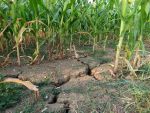 Cea mai gravă secetă din ultimul secol a distrus 1,6 milioane hectare de culturi agricole în România. Ce măsuri anunță ministrul Agriculturii