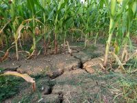 
	Cea mai gravă secetă din ultimul secol a distrus 1,6 milioane hectare de culturi agricole în România. Ce măsuri anunță ministrul Agriculturii
